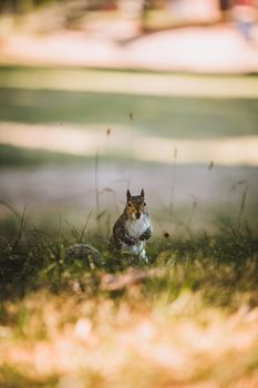 Grey Squirrel in the park. High quality photo