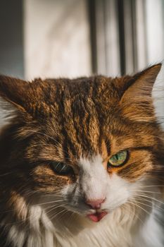 Portrait of beautiful cat . High quality photo