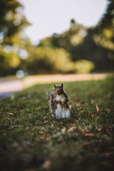 Grey Squirrel in the park. High quality photo