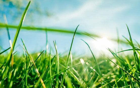 Earth landscape, growth and natural environment concept - Fresh grass and sunny blue sky on a green field at sunrise, nature of countryside