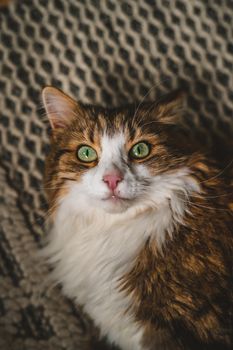 Portrait of beautiful cat . High quality photo