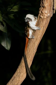 The cotton-top tamarin, Saguinus oedipus, is a New World monkey weighing less than 0.5 kg. One of the smallest primates with long, white sagittal crest extending from its forehead to its shoulders.