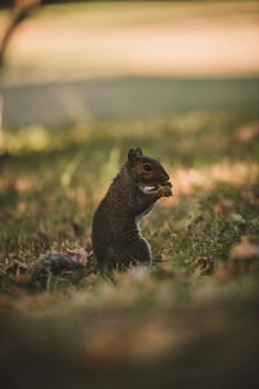 Squirrel eating in park. High quality photo