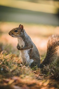 Grey Squirrel in the park. High quality photo