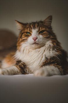 Portrait of beautiful cat . High quality photo