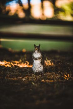 Grey Squirrel in the park. High quality photo