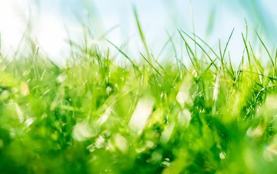 Earth landscape, growth and natural environment concept - Fresh grass and sunny blue sky on a green field at sunrise, nature of countryside