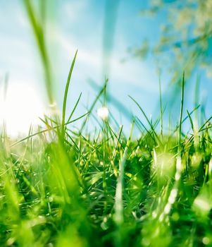 Earth landscape, growth and natural environment concept - Fresh grass and sunny blue sky on a green field at sunrise, nature of countryside