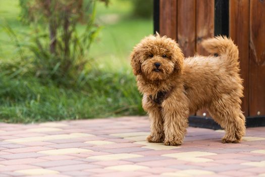 Maltipoo puppy. Adorable Maltese and Poodle mix Puppy.