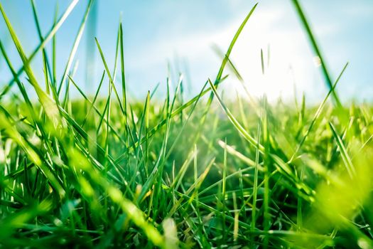 Earth landscape, growth and natural environment concept - Fresh grass and sunny blue sky on a green field at sunrise, nature of countryside