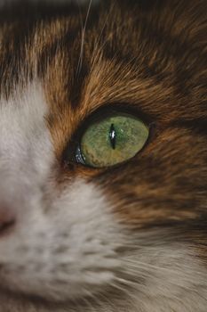 Portrait of beautiful cat . High quality photo