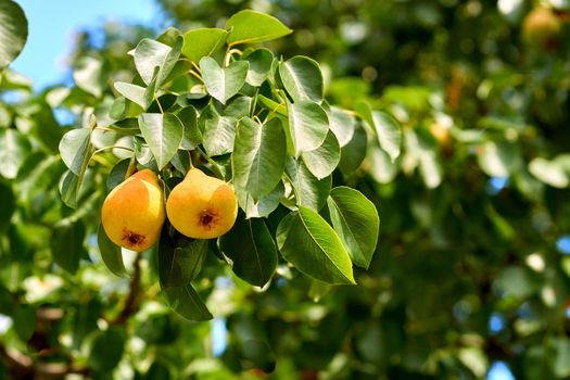 a yellowish or brownish green edible fruit that is typically narrow at the stalk and wider toward the base, with sweet, slightly gritty flesh.