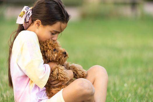 a little girl with Adorable Maltese and Poodle mix Puppy or Maltipoo dog.