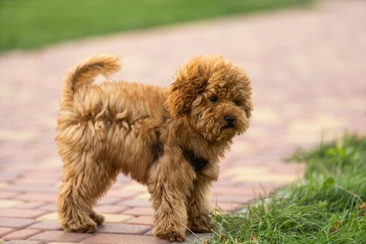 Maltipoo puppy. Adorable Maltese and Poodle mix Puppy.