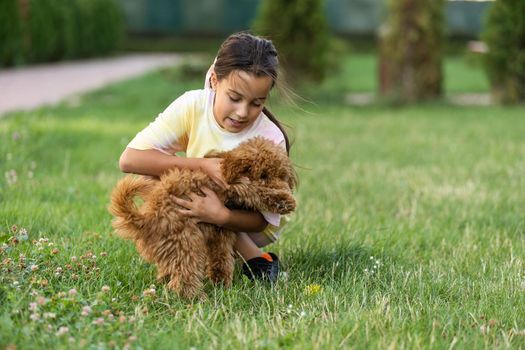 a little girl with Adorable Maltese and Poodle mix Puppy or Maltipoo dog.