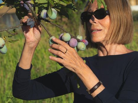 elegant lady picking plums and peaches in a farm during summer