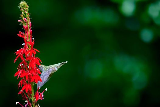 Ruby-throated Hummingbird (rchilochus colubris) in flight feeding on a cardinal flower (Lobelia cardinalis).