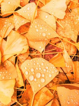 Fall season, weather and environment concept - Autumn leaves and trees, nature background