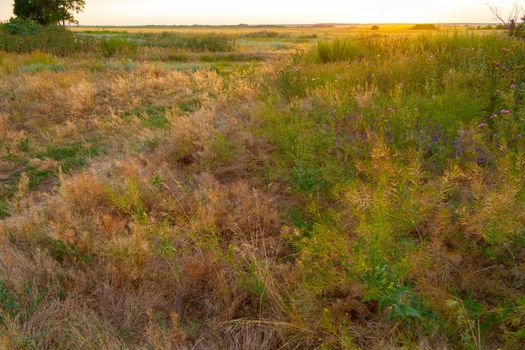 Beautiful sunset in the field. Landscape at sunset. Flowers and grass in the sun. The bright light of the sun illuminates the field.