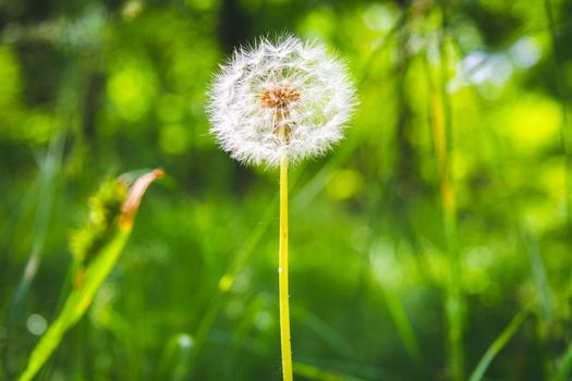 Beautiful flowers in the green grass. Flower close-up in the thicket. Summer meadow with flowering plants.