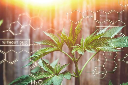 Breeding of new varieties of cannabis. Chemical formulas in plant growing. The chemical composition of hemp. Healthy Plant Formula. Smart farming, using modern technologies in agriculture