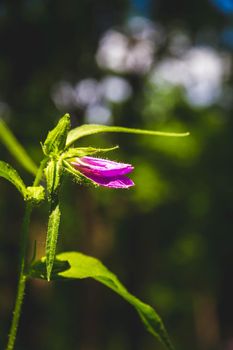 Beautiful flowers in the green grass. Flower close-up in the thicket. Summer meadow with flowering plants.