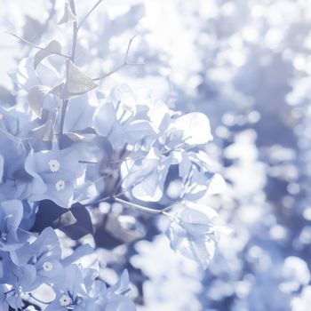 Flower background, spring nature and botanical beauty concept - Blue floral composition