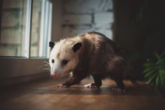 The Virginia or North American opossum, Didelphis virginiana, on window