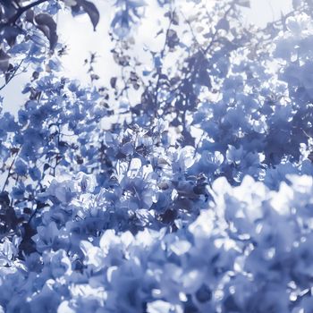 Flower background, spring nature and botanical beauty concept - Blue floral composition