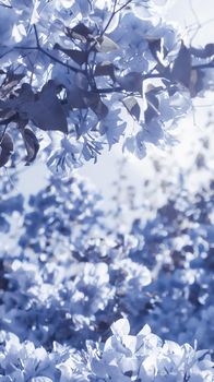 Flower background, spring nature and botanical beauty concept - Blue floral composition