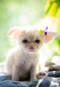 Pretty fennec fox cub with luminious green background