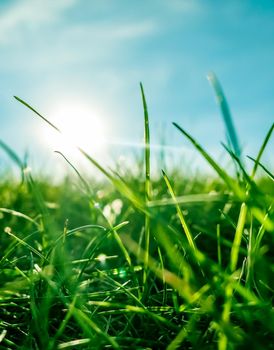 Earth landscape, growth and natural environment concept - Fresh grass and sunny blue sky on a green field at sunrise, nature of countryside