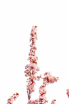 Botanical beauty, dream garden and natural scenery concept - Floral blossom in spring, pink flowers as nature background