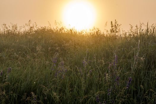 tall grass including Salvia pratensis, the meadow sage wet with dew at summer morning with rising sun in the background