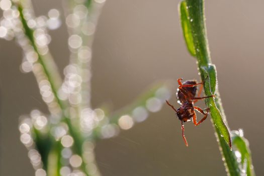 red ant on green stern with dew drops at summer morning, macro photo