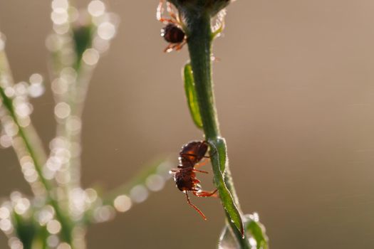two red ants on green bud with dew drops at summer morning, macro photo