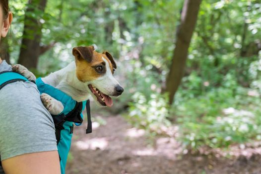 Caucasian woman walking outdoors with dog jack russell terrier in a special backpack