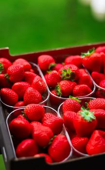 Strawberries packaged in box, sweet ripe perfect strawberry harvest, organic garden and agriculture concept