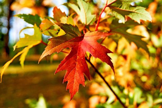 a tree or shrub with lobed leaves, winged fruits, and colorful autumn foliage, grown as an ornamental or for its timber or syrupy sap. Autumn bright maple leaves in sunny day on brown forest.