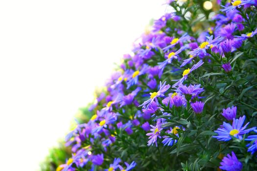 a plant of the daisy family that has bright rayed flowers, typically of purple or pink. Aster bush october sky and white space for text