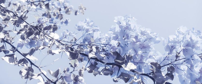 Flower background, spring nature and botanical beauty concept - Blue floral composition