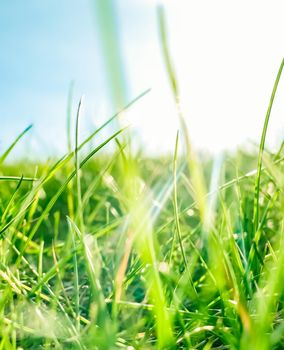 Earth landscape, growth and natural environment concept - Fresh grass and sunny blue sky on a green field at sunrise, nature of countryside