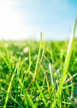 Earth landscape, growth and natural environment concept - Fresh grass and sunny blue sky on a green field at sunrise, nature of countryside