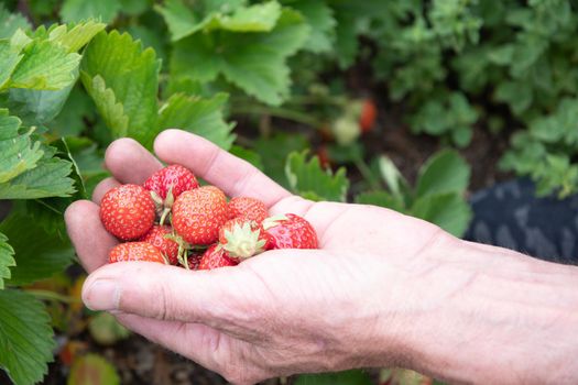 a man picks strawberries in his palm, a large harvest of berries, summer fruit picking, male hands hold a handful of ripe strawberries. High quality photo
