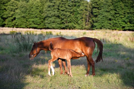 Mom horse with a small foal stand in the rays of the bright sun on the lawn against the background of the forest. High quality photo
