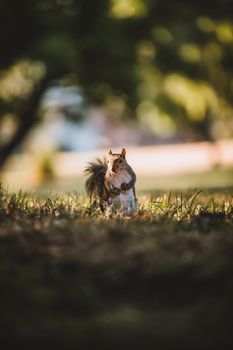 Grey Squirrel in the park. High quality photo