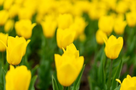 Yellow flowers background outdoor Spring season flowers Selective focus