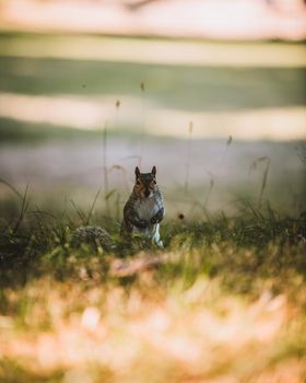 Grey Squirrel in the park. High quality photo