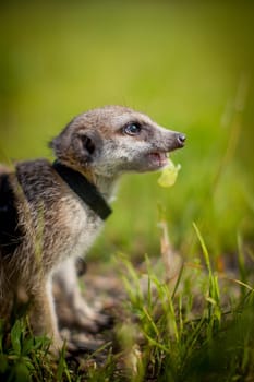 The meerkat or suricate, 1 years old walking outside on grass