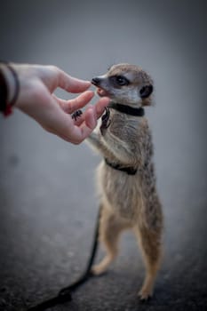 The meerkat or suricate, 1 years old walking outside in harness